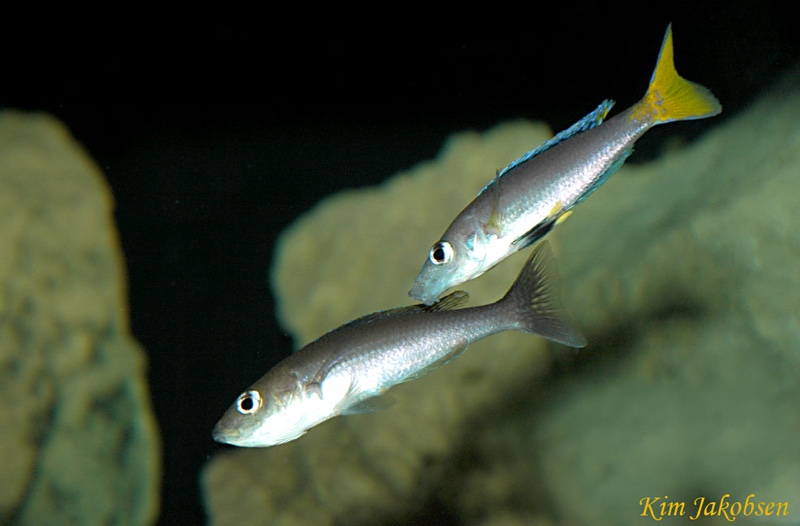 Cyprichromis leptosoma 'Chituta Bay'
